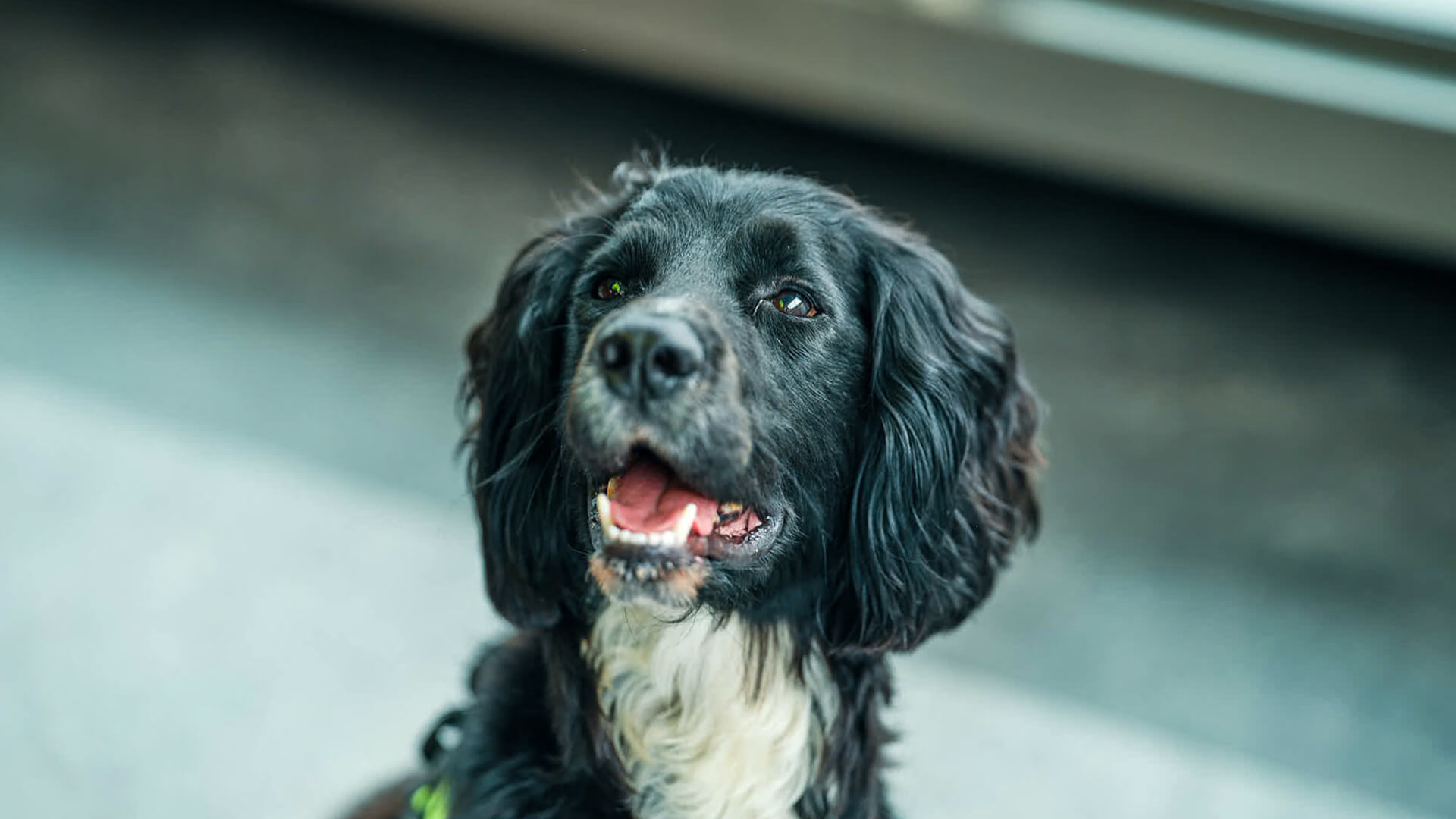 Black dog with a white chest, looking upward with mouth slightly open.
